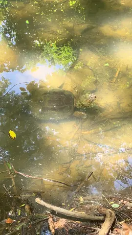 I saw Hank🐢 again today 💚 #turtle #turtletok #fyp #nature 