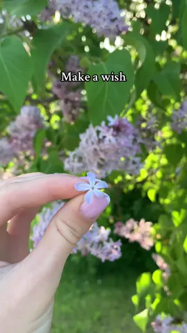Lilac with 5 petals - symbol of good luck☺️ #Summer #summervibes #vacation 