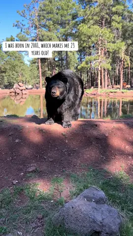 🐾MEET ARTHUR🐾 Arthur is currently the oldest resident at Bearizona! He is a favorite not only with the guests, but his keepers as well! In the wild, black bears can usually reach their mid to high teens, but Arthur turned 23 years old this year!   #bearizona #wildlifepark #zookeeper #blackbear #bear