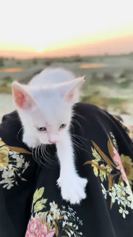 😆🤍🐈#emanbaluc #gwadar_balochistan #viral #foryoupagе #newsong 