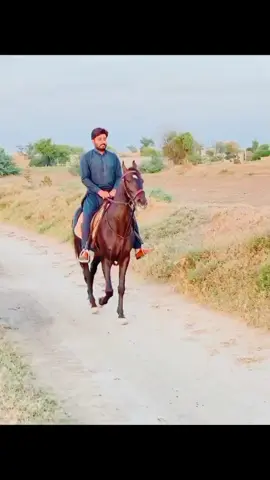 Bawafa 💔#SR #maliksaadawan8 #foryoupage #foryou #viraltiktok #tentpagi🐎🐎😇😍 #lawa❤️❤️ 