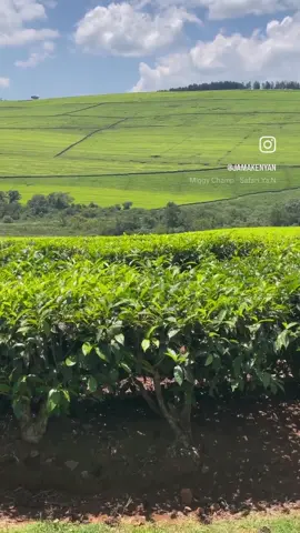 Driving through tea plantations in Kisii County. #kenya #africa #kisii #kisiicounty #kenyaafrica #kenyantea #tea #jamakenyanadventures #jamaican #jamaicaninkenya 