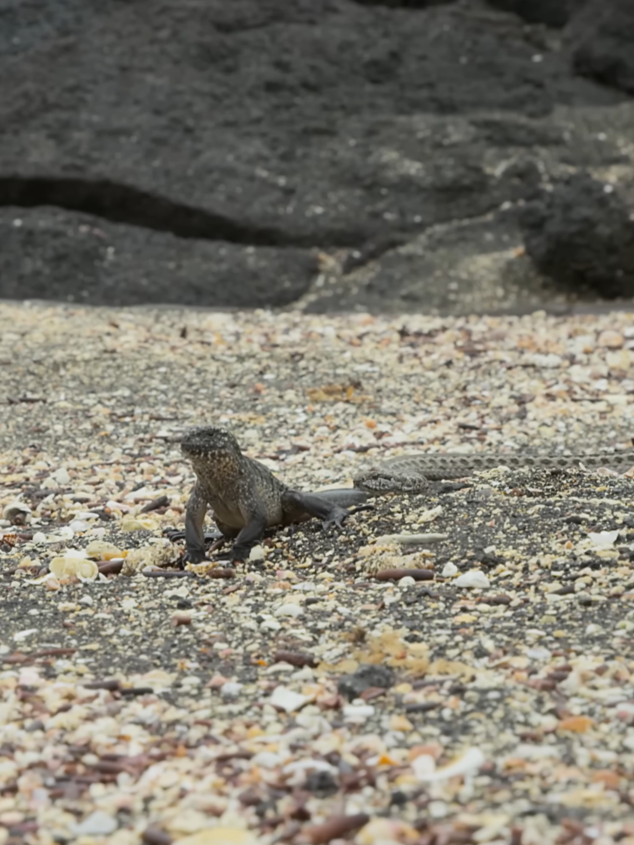 Brace yourself for an epic showdown on the beach! 🦎🏖️ Watch as this brave iguana makes a daring run for its life while being chased by a pack of relentless snakes. 🌊🐍 Will it manage to escape their grasp, or will the snakes be too fast? 🏃‍♂️💨 This heart-pounding chase will keep you on the edge of your seat! Find out who wins the race in the end! 🎥  #IguanaVsSnakes #WildlifeDrama #NatureAtItsBest #EpicChase #AnimalSurvival #BeachLife #WildlifeVideo #NatureLover #IncredibleNature #PredatorVsPrey #WildlifeFootage #AnimalKingdom #MustSee #NatureDocumentary #EdgeOfYourSeat #WildlifeEncounter #AnimalEscape #NatureShowdown #SurvivalOfTheFittest #NatureThrills