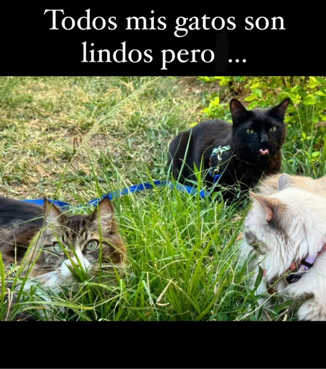 Los amo mas que a mi vida 😍🥹#fyp #viral #parati #cats 