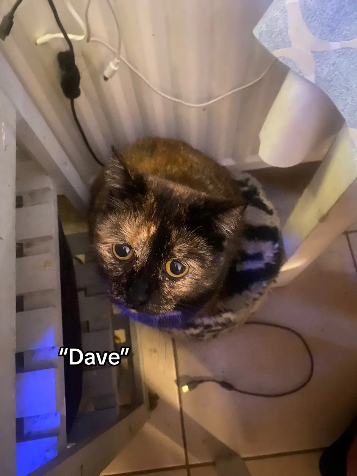 #catsoftiktok #catlover 