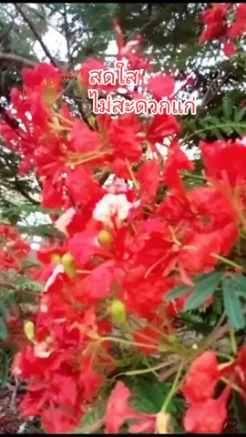 #สตอรี่ความรู้สึก #CapCut #วันนี้ในอดีต  #สมุนไพรผู้หญิงวีจิเน่  #วัยรุ่น90 #yoowapornshop @yoowaporn shop 