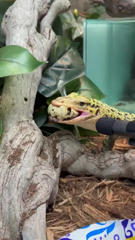HEAR THE CRUNCH! Episode 2🦎🥚#quincemonitor #monitorlizard #komododragon #lizard #reptile #animals #asmr #asmreating #asmrfood #fyp