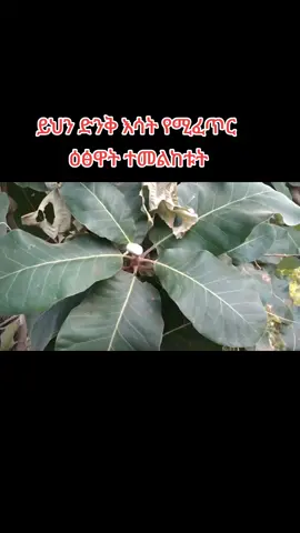 አደናግር