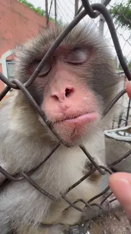 😍😂 #monkey #funny #monkeyface #unitedkingdom