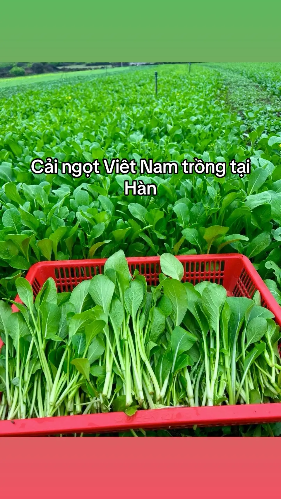 Cải ngọt Viêt Nam trồng tại Hàn