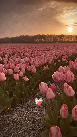versi bunga:𝙏𝙪𝙡𝙞𝙥,Arti bunga tulip yang paling dikenal adalah cinta yang sempurna dan mendalam. Ini karena tulip adalah bunga klasik yang telah dicintai banyak orang selama berabad-abad, jadi bunga ini dilekatkan dengan makna cinta. _______________________ #bunga #tulip #aestheticflowers #fypシ #foryou #💐💐💐💐 #🌷🌷🌷🌷 #tulippinks 