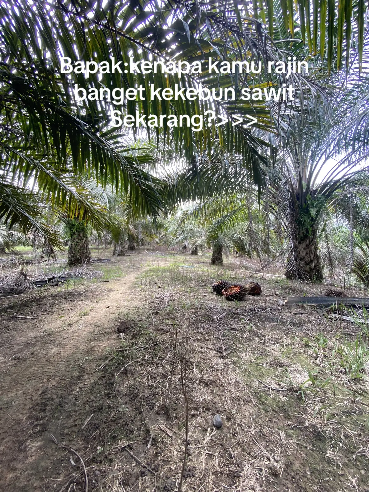 Mau cek kebun pak😁#fyp #sawittiktok #petanimuda #beranda