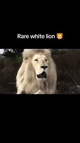Rare white lion 🦁 #tiktok #fyp #video #foryou #🦁👑 #fypシ #lion #🦁 #kinglion🦁 