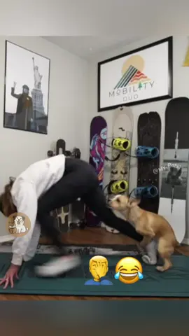 @Adam & Elea @My Petsie @My Petsie @Adam & Elea Morning Sport With My Dog 🏋️‍♀️ When Your Workout Partner Has Other Ideas 🐶😂 #MyPetsie  _______________ Follow @my.petsie  For More Daily Videos 🔥❤️ _______________ ❤️ Double Tap If You Like This  🔔TurnOn Post Notifications  🏷️ Tag Your Friends  _______________ Plz Dm for credit & removal 💬 _______________ Just trying to get a workout in, but these dogs have different plans! Watch as these hilarious pups interrupt their owners’ exercise routines.  _______________ Our social Media : 👇(contact on us Instagram    @my.petsie & @my.petsie1 & @mypetsie1 _______________ #WorkoutFail #DogHumor #PetProblems #FunnyDogs #DogHumping #WorkoutFails #PetHumor #ExerciseInterruptions #DogLovers #PetComedy #GymLaughs #DogLife #FitnessFun #Dog #Dogs #CrazyDog #DogLove #Fitness #Workout #Gym #AmineBelhouari #AdamAndElea #MyPetsie 