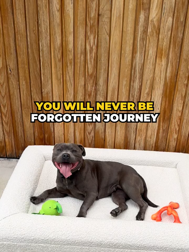 Heartbroken about the loss of our beautiful girl, Journey. 🕊️ You will forever live on, not just in the products you’ve inspired us to create, but in the memories we’ve made together. 🤍 Life won’t be the same without you. 😭 . . . . #mybestfriend #goodbye #journey #souldog #staffy #rip #happystaffyco