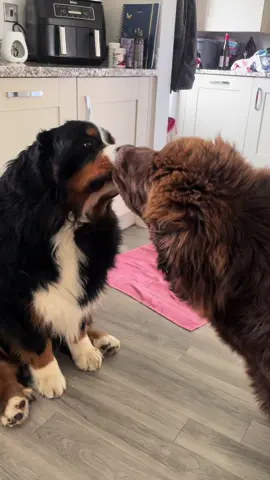 Bank Holiday kisses? 😘 🤍 #gentlegiant #dogsoftiktok #bigpuppy #puppiesoftiktok #fyp #pfy #newfiepuppy #newfoundland #brownnewfoundland #dogs #puppy #bernesemountaindog 