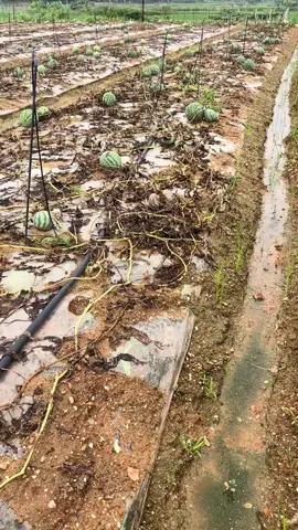 Helpless in the face of natural disasters, melons without vines#fyp