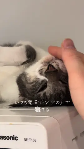 #四郎ボイス  うちの猫はいつも電子レンジの上で寝てる おはようございます