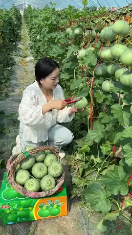 Landscape natural cucumber garden and cutting harvest from farmers #cucumbers #agriculture #harvard #2024 