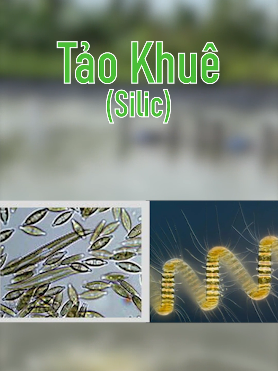 Điểm danh một số loại tảo trong ao nuôi tôm. #nuoitom #tomthe #taokhue #taolam #taoluc #taogiap #xuhuong #xuhuongtiktok #xuhuongtiktok2024 #thinhhanh