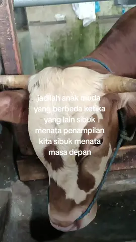 lahaula🤲☺#peternaksapiindonesia #juragansapi #sapijumbo #katakata #juragansehat #tukangngarit #tiktok #fyp 