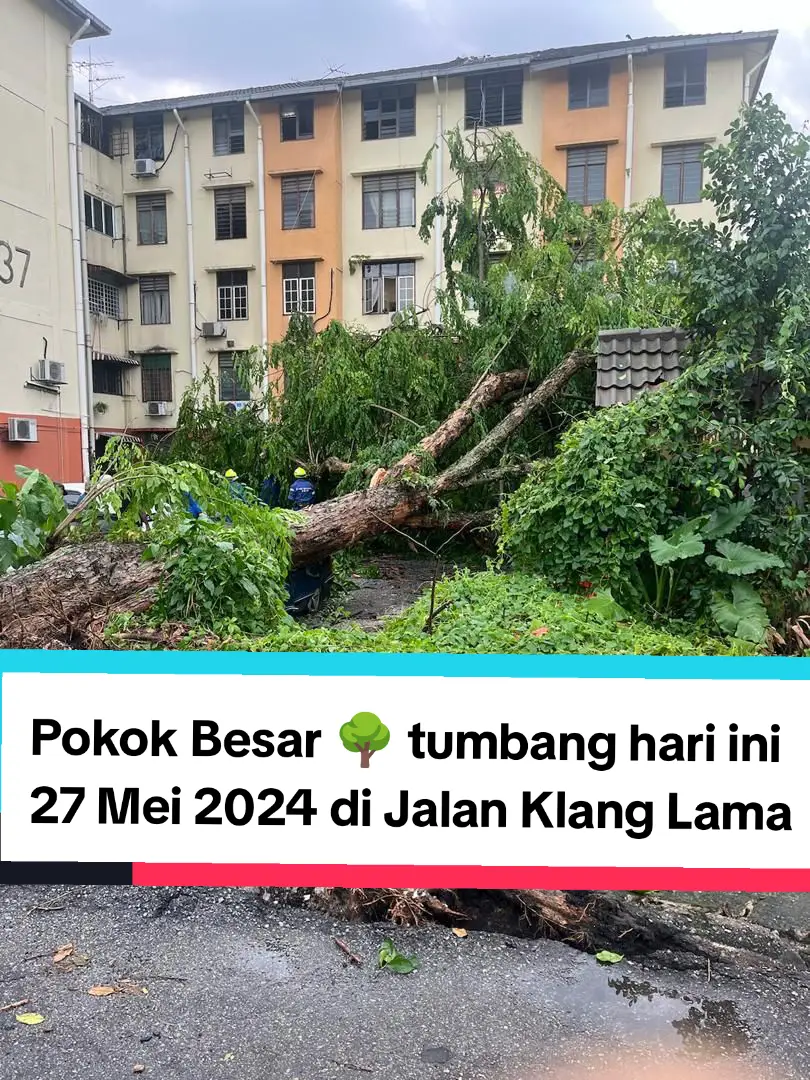 Pokok Besar 🌳 tumbang hari ini 27 Mei 2024 di Jalan Klang Lama #pokok #tree #rain #storm 