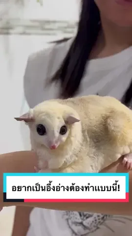 ถ้าอยากเป็นอึ่งอ่าง ก็ต้องชมพูอาบเเห้งตัวนี้เลย🤣 #ชูก้าไกรเดอร์ #ชูการ์ไกรเดอร์ #โฟมอาบน้ําแห้งสัตว์เลี้ยง #sugarglider #สัตว์เลี้ยงtiktok #โม่มี่ชูก้าเทวดา 