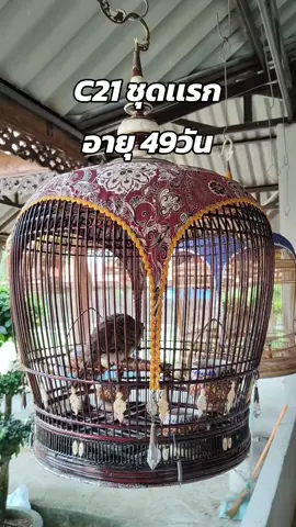 เม็ดชัดๆ รอปลายอีกหน่อย🫡 #นกเขาชวา #นกเขาชวาเสียง #นกเขาชวาภาคใต้ #วัยรุ่นนกเขาชวา #marbok #Perkutut #perkututindonesia #viral #fyp #fypシ #ฟีด 
