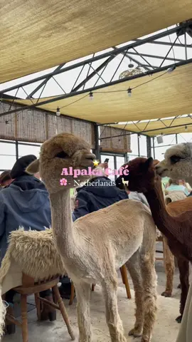 Turns out, everything you need to boost your mood is to feed some alpacas 🦙🌷🌟 #alpaca #alpacaecofarm #alpacaecofarmnetherlands #amsterdam #netherlands #ausflugsziel #thingstodoinamsterdam #traveltiktok #europe #alpacasoftiktok #alpacalove #alpacacafe #animalcafe #animalfeeding #livinginyour20s #romanticizeyourlife #activities #date #dateidea #reiseziel #bucketlist #girltherapy #pinterest #pinterestaesthetic #Vlog #holland #citytrip #amsterdam #dateday #amsterdamguide #foodguideamsterdam #coffeespotsamsterdam #springvibes #alkmaar #egmond #holland #thingstodointhenetherlands #daytrip #travel #travelguide #visitnetherlands #cafe #coffee #cuteanimals #spreadlove #farmlife #ausflug #ausflugstipp #ausflugsziel #nrw #roadtrip #cozy 