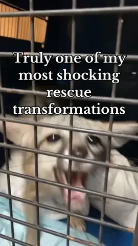 ✨Truly one of my favorite transformations (& I’ve rescued a LOT of foxes)  Thank you SO MUCH if you can contribute even a few dollars towards our new Fox Barn! I couldn’t do this without the support of our social media fam. ❤️ #wildlife #animals #transformation #fox #foryou