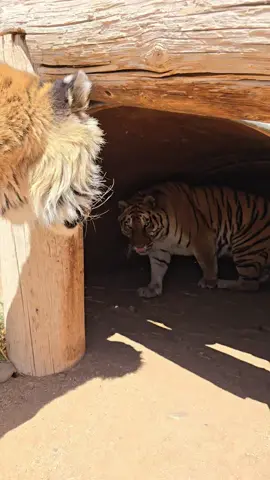 Even Cypress the grizzly bear watches to see if her neighbor, Zion gets up before noon. Happy Memorial Day, friends! #orangecow #animals #tiger #bear #grizzly #goodmorning #outofafricapark #fyp 