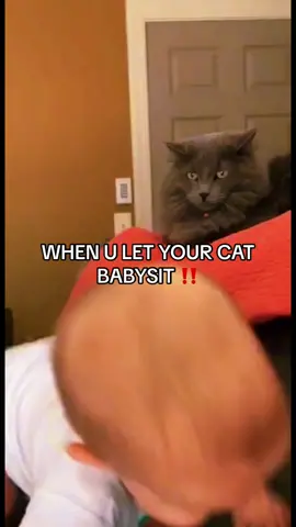 #cats #baby #babies #funny 