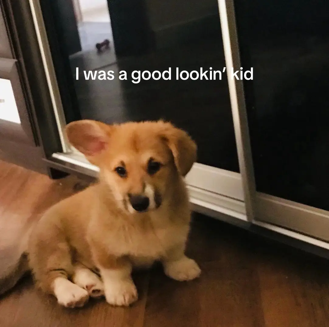 Chopa is in his best shape right now🥹 #dog #corgi #animal #cute #corgipuppy #lovecorgi #humor #fyp #recomendations 