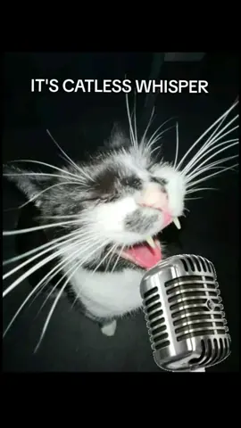 Funny cute cat song 😃 #fyp #fy #foryou #foryoupage #fypシ゚viral #viral #fypツ #cat #catlesswhisper #cute #singing #catsinging 