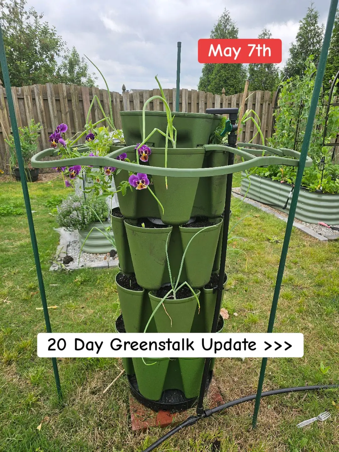 This is just 20 days of growth!!  This year's experiment is a 3 Sisters Garden on my Greenstalks! I've got Corn(Popcorn maybe), Provider Bush beans, and Squash planted, and they are thriving!!!  #growfood #newgardener #towergarden #gardening #garden #beginnergardener #gardenideas #greenstalkgarden 