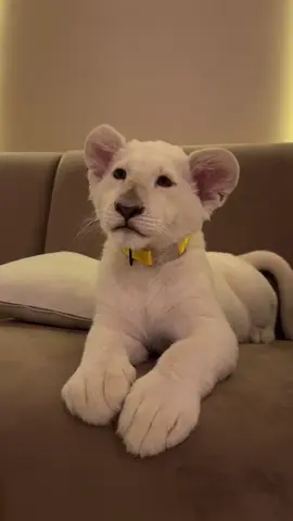 What name would you give this rare white lion? @FMR #lion #lioness #babylion #bigcat #roar #dubai 