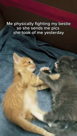 Follow us 🐱🐱 #prequelapp 