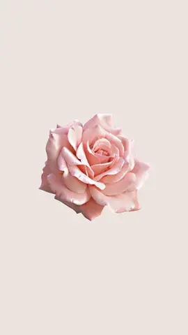 🌸🌸 #flowers #floral #aesthetic #pink #green #purple #garden #Summer #florals #wallpaper #background #inspo #foryou #pastel #fyp 