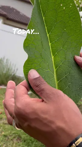 The more I grow the more I see… Everything we need is FREE. 🌿🍃🌿 This natural Comfrey fertilizer cost me nothing. And it worked better than any synthetic fertilizer I ever paid for.  Something to think about…  Prayers🆙Blessings🆙 #plants #foryou 