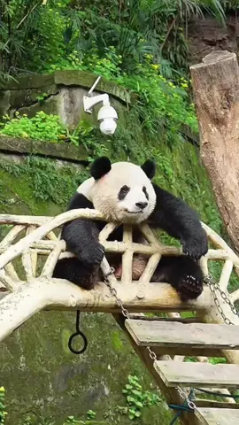 又發現小可愛一枚#panda 