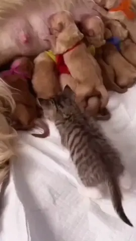 #kitty #cats #tiktok 