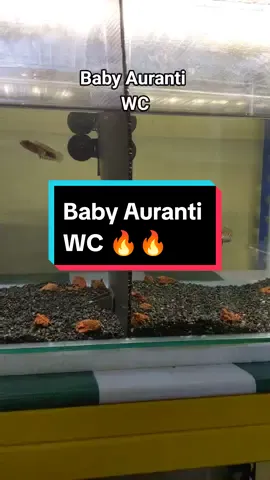 Baby Auranti WC 2 ekor ready 🔥 Saiz 1 inci ++, freegift Limbata 🤭 Mcm biasa minat kasi deringgg 😉 #ajbettamache #channa #channaauranti #aurantimaculata #channamalaysia🇲🇾 #channaindonesia #fypシ #fyp 