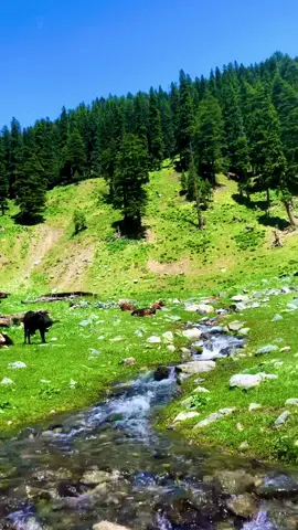 جب کبھی دنیا داری سے تھک ہار جائیں تو اپنی روح کی تسکین کے لیے قدرت کی بنائی گئے خوبصورت مقامات کا رخ کریں مطلب #natural #kumrat_valley #fyp #viralvideo #foryou #foryoupage #fypシ゚ #tiktok 