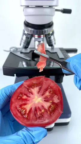 Would you eat tomatoes magnified 400x? #microscope 