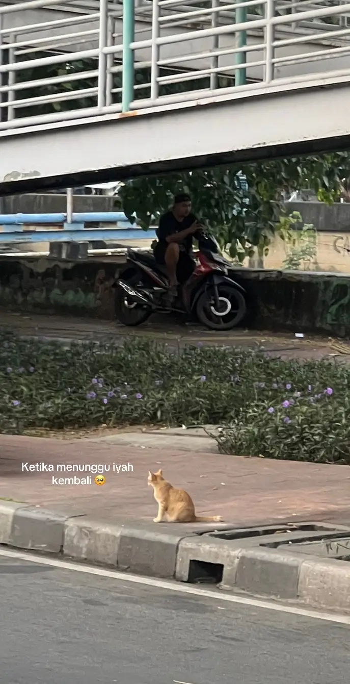 Foto 1 : Tanggal 6 Mei 2024 Foto 2 : Tanggal 28 Mei 2024 #catsoftiktok #menunggukaukembali #happyending #fypシ゚viral #kucingtiktok #kucingtiktok 