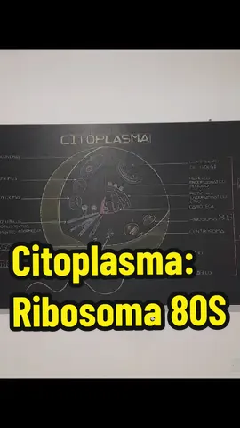Citoplasma: Ribosoma 80S #medicina #fyp #tendencia #parati #viraltiktok #cayetano #sanmarcos #presanmarcos #academia #biologia #estudio #escuela 