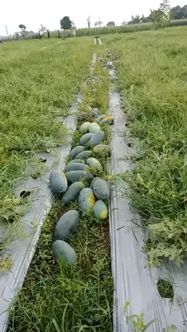 panen raya bolo di desa slarang kidul... semangka Inul buat + melon #petanibrebes#tegal#kgojolygviral#tajamnyakarang#fypシ゚viral 