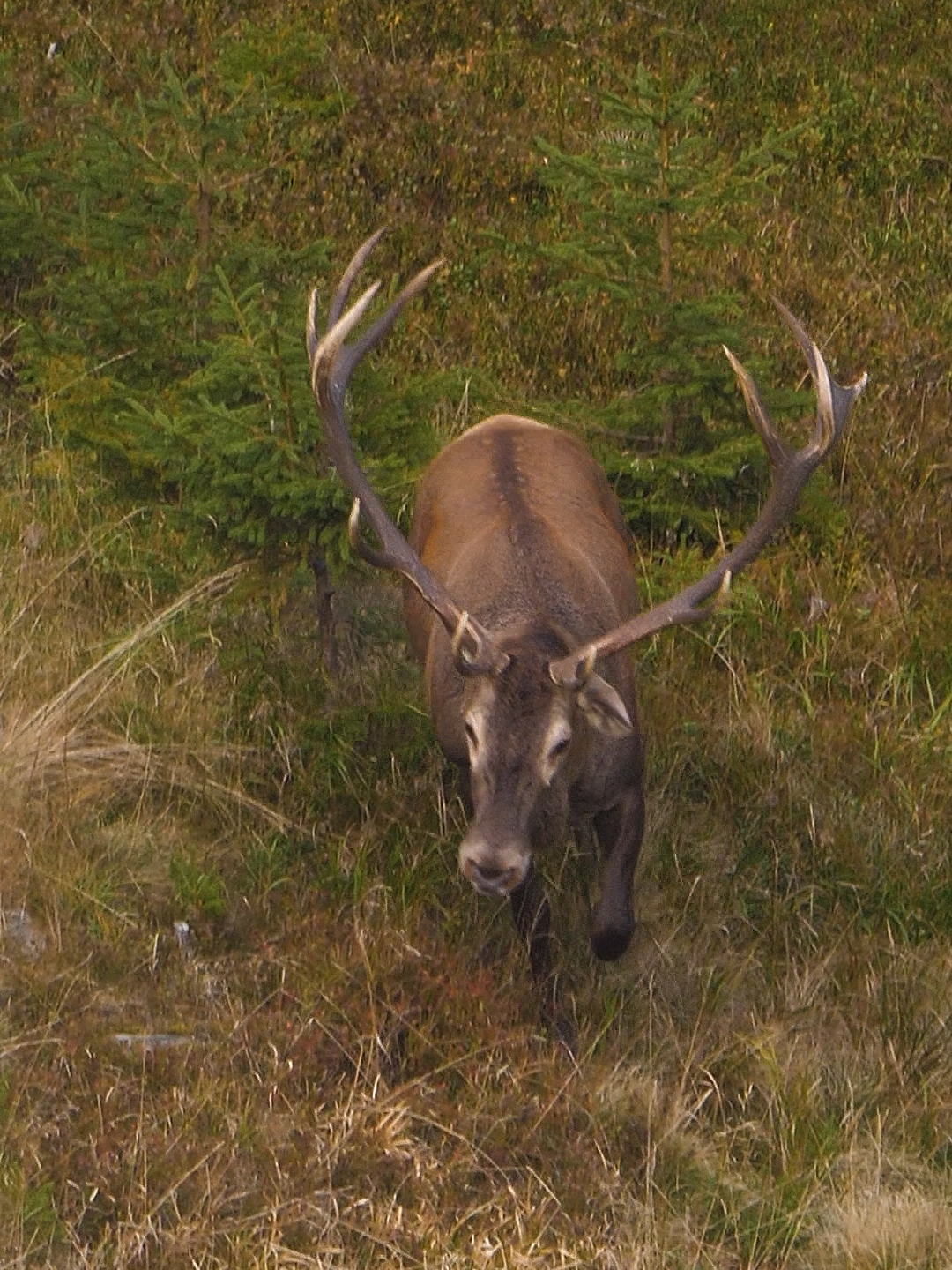 O intalnire spectaculoasa! - Thrill of the rut ! Part 1 #foryou #deertiktok #cerb #wildlifephotography #rut #cervuselaphus #thrillencounter #boncanit #kingoftheforest #reddeer