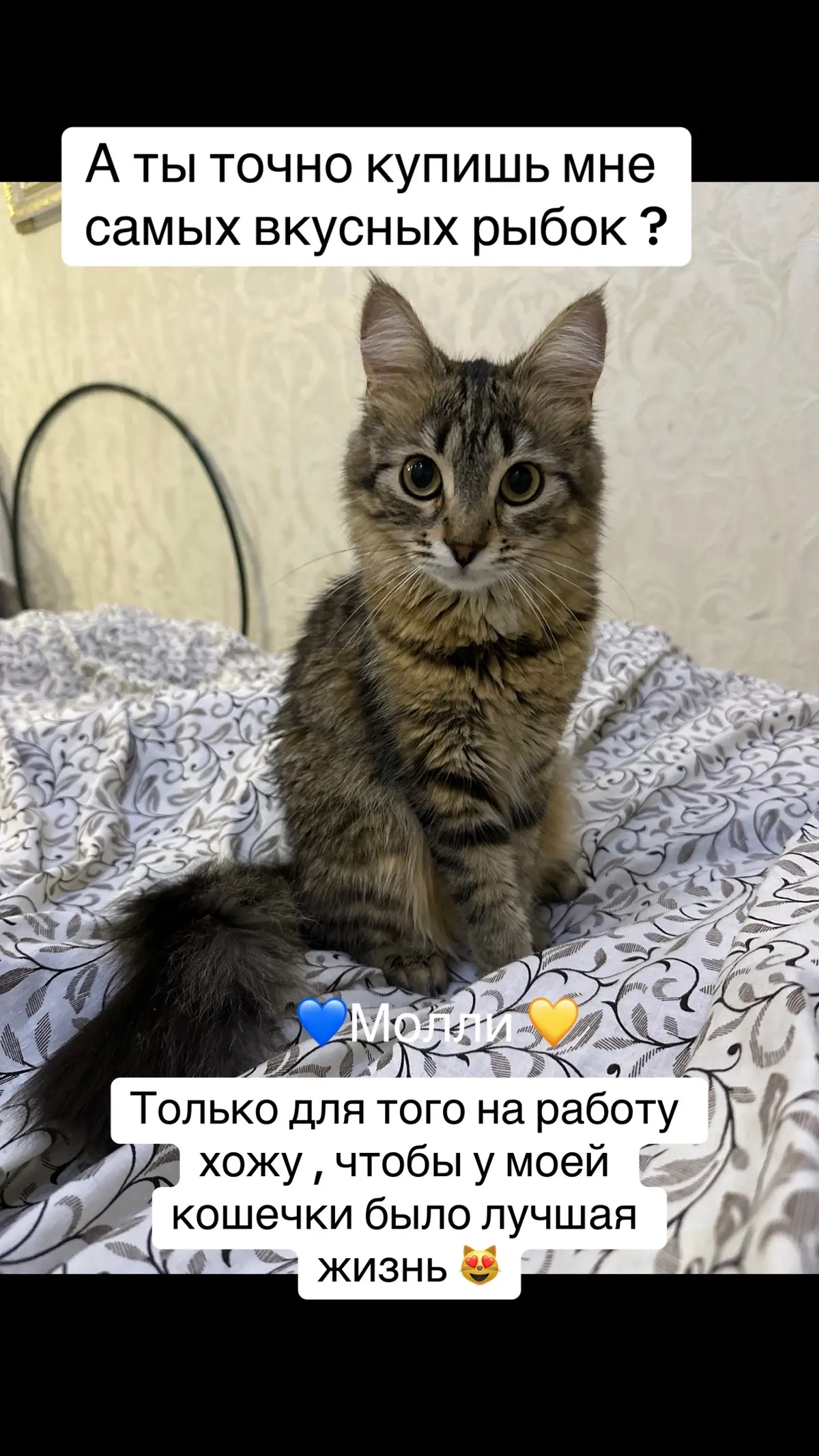 @💙Молли 💛 