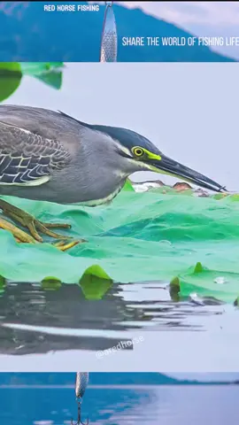 A bird became a master of lurefishing#fishing #fish #lure